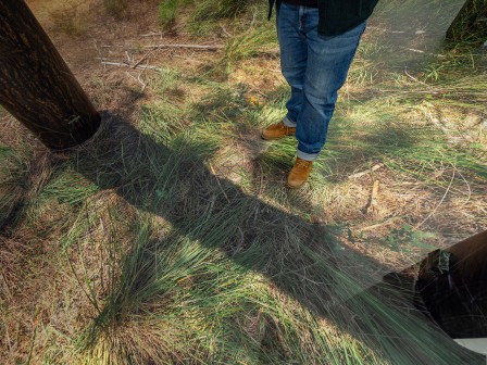 Pin des Landes - Sauvage Manière - ©Thomas Daveluy, Guillaume Lepoix - Lorient 2024